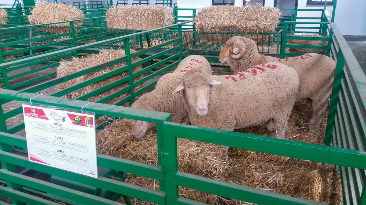 La Diputación de Badajoz ha subastado 43 cabezas de ganado merino en la Feria de Primavera de Zafra
